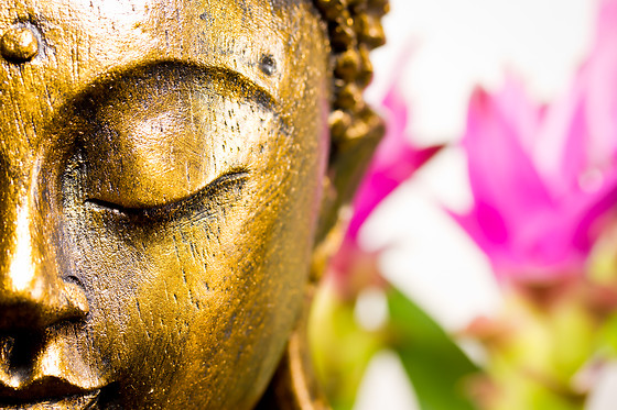 ZEN LIFE - photo 15