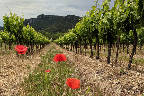 Domaine Terre des 2 Sources - photo 0