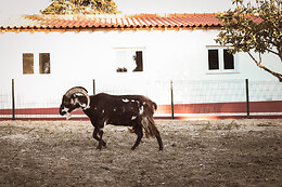 Quinta das Caçadoras