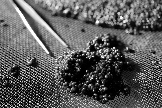 Caviar de Neuvic - photo 5