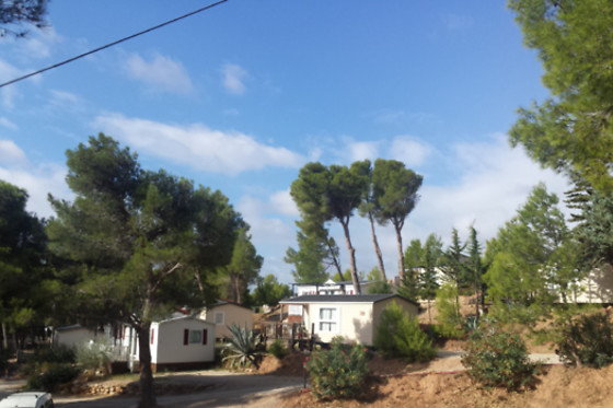 LE BOIS DE PINS - photo 0