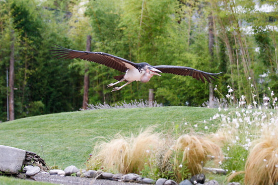 Falconeria Locarno - photo 12