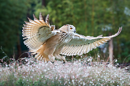 Falconeria Locarno