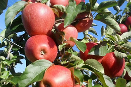 Agritur NonSoloMele
