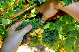 Domaine de Montels