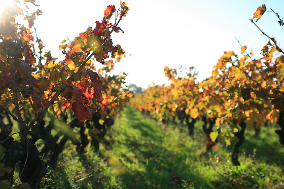 Domaine Virgile Joly / Chambre d'hôtes Mimosa - photo 1
