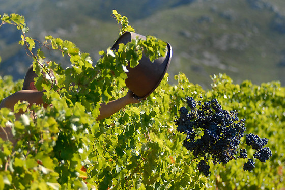 Domaine Virgile Joly / Chambre d'hôtes Mimosa - photo 7
