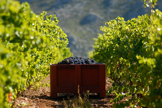 Domaine Virgile Joly / Chambre d'hôtes Mimosa - photo 8