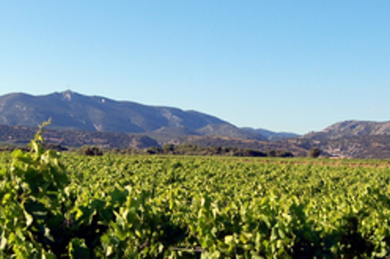 Domaine Virgile Joly / Chambre d'hôtes Mimosa - photo 9