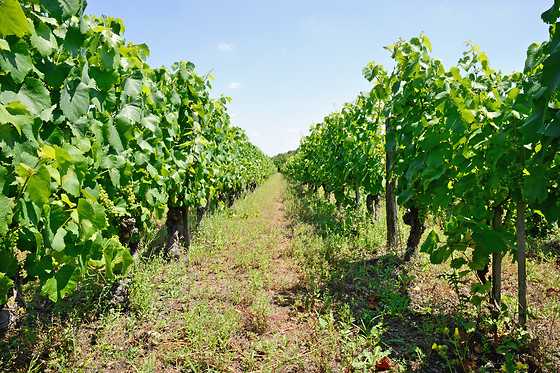 Domaine du Vieil Orme - photo 11