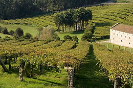 BODEGA PAZO BAIÓN