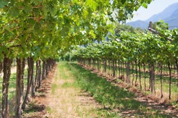 Agriturismo Revéna