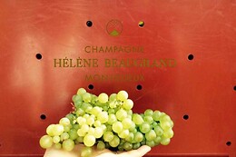 Champagne Hélène Beaugrand