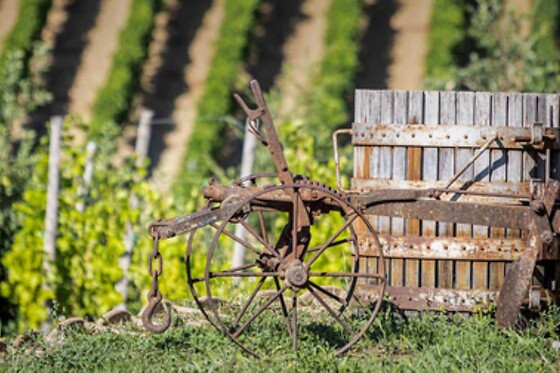 Azienda Vitivinicola La Caminà - photo 6