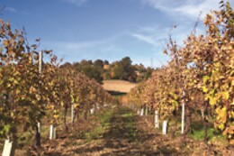 Agriturismo La Madonnina