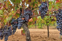 Vigna de Luceri