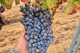 Vigna de Luceri