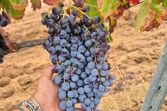 Vigna de Luceri - photo 1