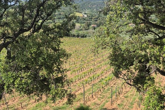 Vigna de Luceri - photo 3