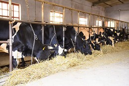 Agriturismo le Sodine