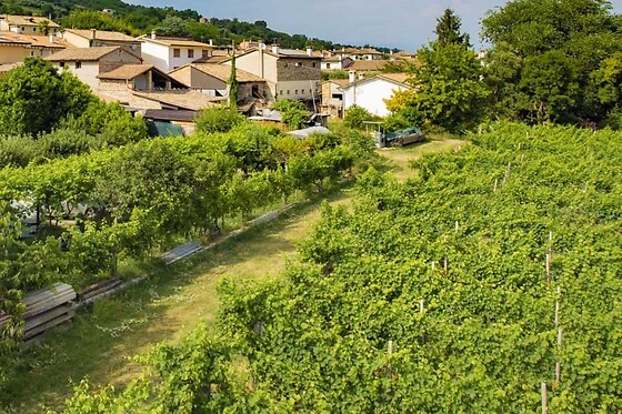 Agriturismo Sant'Andrea - photo 7