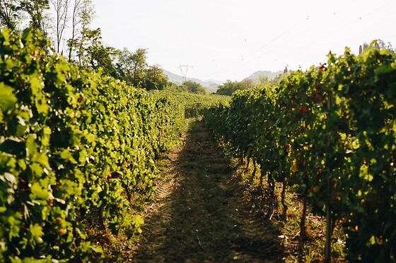 Cantina Il Monticello - photo 0