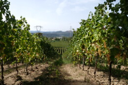 Cantina Il Monticello
