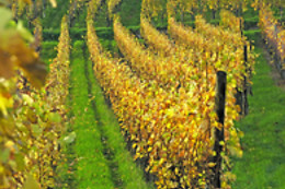 Domaine Brisson