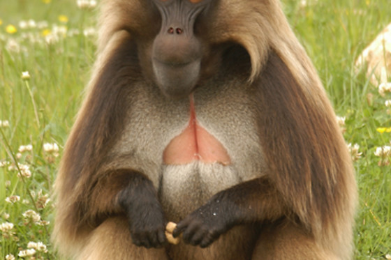 La Vallée des Singes - photo 8