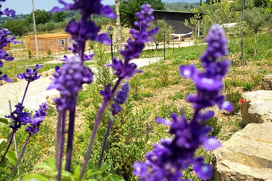 VioVillas Agriturismo Glamping - photo 7