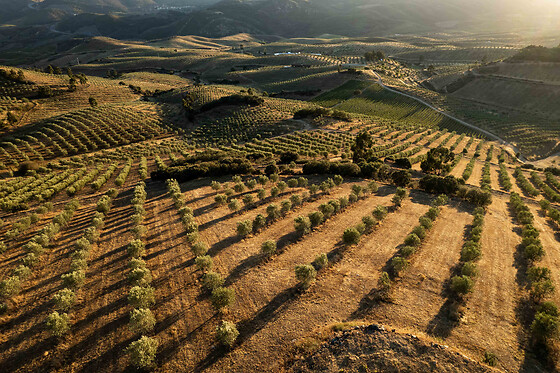 QUINTA DO PRADO - ACUSHLA - photo 6