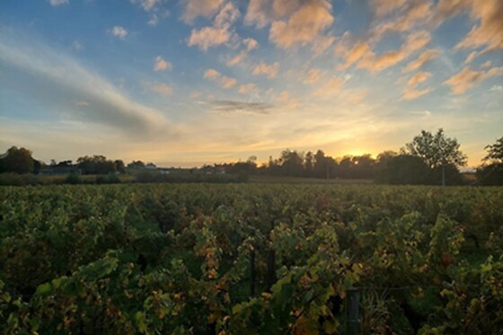 Château Champion - St-Emilion Grand Cru - photo 1