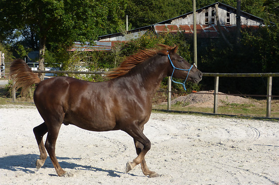 Espace Equestre du Pays de Retz - photo 0