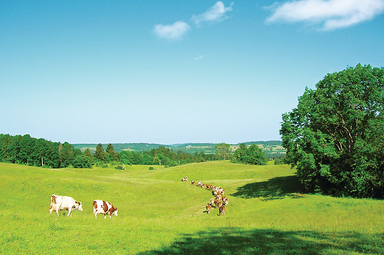 La Ferme des Coucous - photo 1