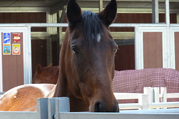 Gentinetta Pferde