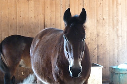 Gentinetta Pferde