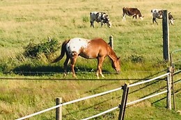 Equicoaching