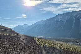 Weinwanderung Salgesch