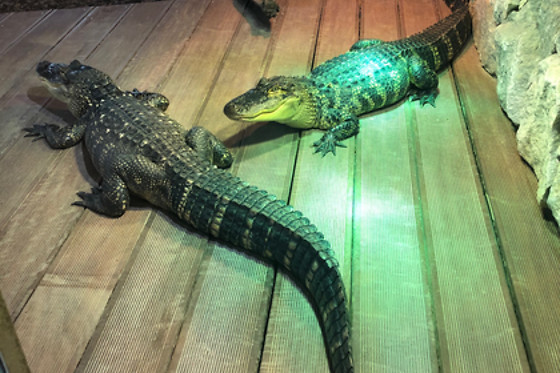 Mike's Reptipark - photo 1
