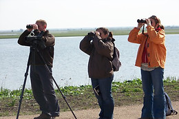 Birding Holland Oostvaardersplassen