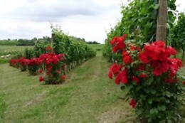 Tenuta Villa della Rosa