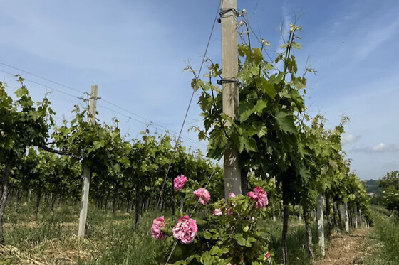 Tenuta Villa della Rosa - photo 2