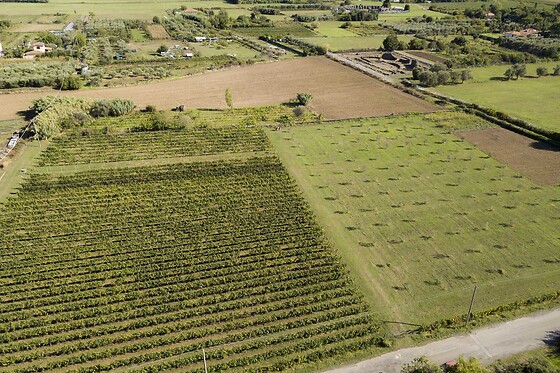 Azienda Agricola la Sarticola - photo 10
