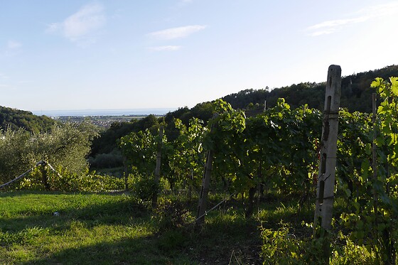 Azienda Agricola la Sarticola - photo 11