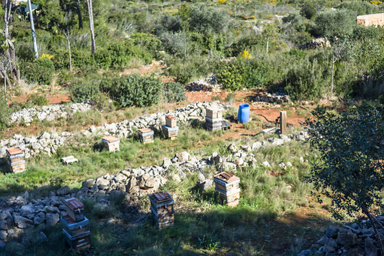 MONTGO MIEL - photo 1