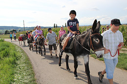 Eselhof Säge