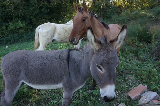 Agriturismo Regno di Toscana - photo 6