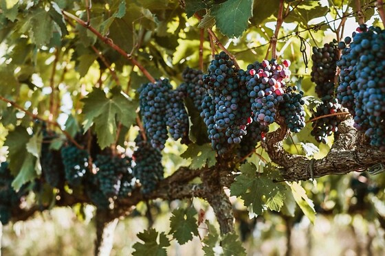 Tenuta Doxi - photo 3