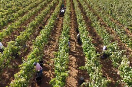 Tenuta Doxi
