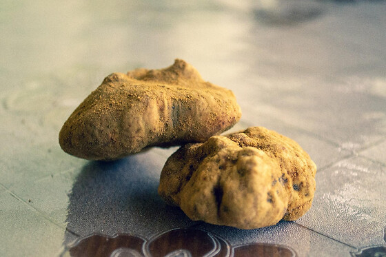 Truffle Experience - photo 1